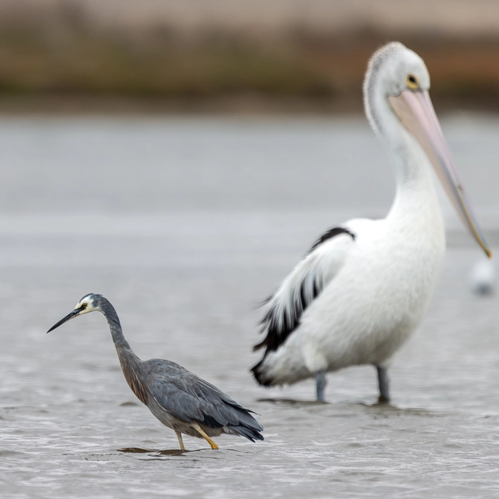 Pelicans-1_thumb.webp