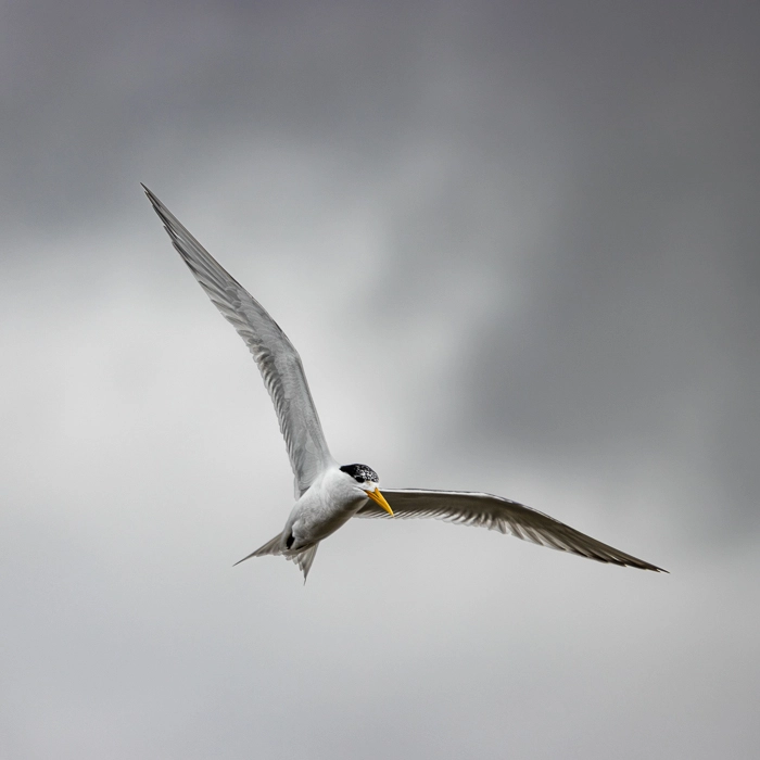 Pelicans-2_thumb.webp
