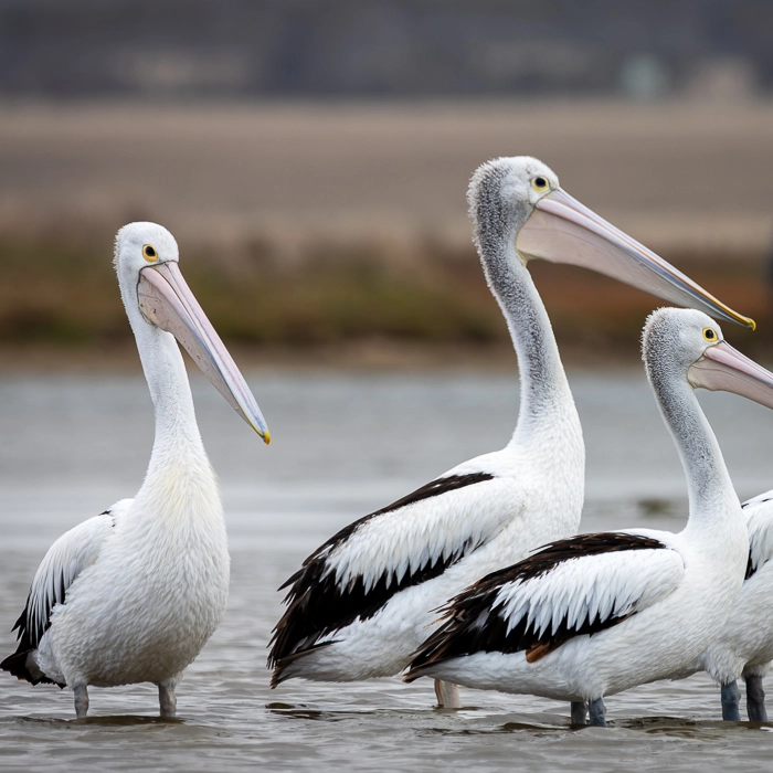 Pelicans-3_thumb.webp