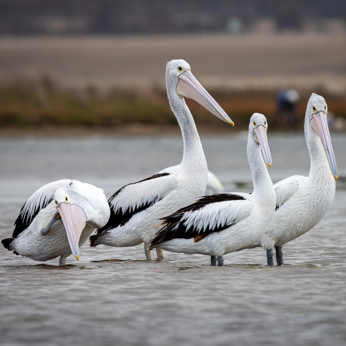 Pelicans-4_thumb.webp