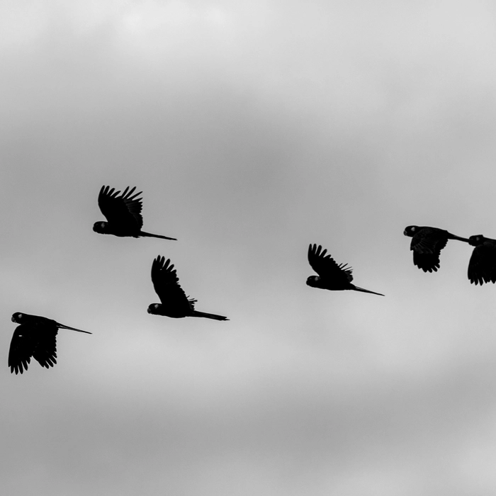 Pelicans-5_thumb.webp